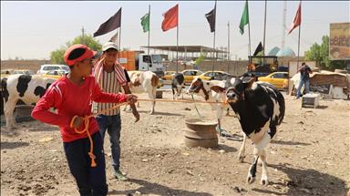 رکود بازار فروش احشام در بغداد