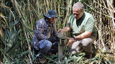 Eber'de ilk kez 'saz kedisi' görüntülendi