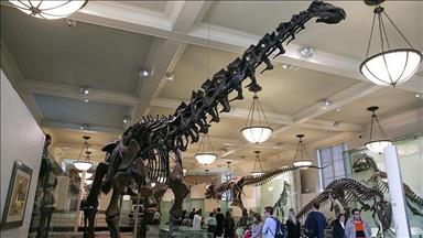 اسکلت دایناسور در فرانسه 1.2 میلیون دلار فروخته شد