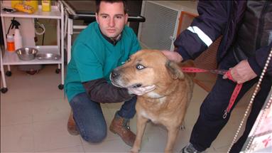 له‌ توركیا سه‌گێكی تووشبوو به‌ شێرپه‌نجه‌ چاره‌سه‌ركرا