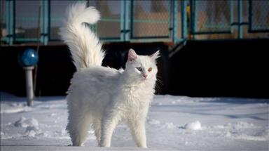 قطط بشرائح إلكترونية في "وان" التركية