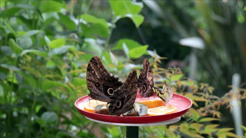 حديقة الفراشات في إسطنبول.. راقصات بألوان زاهية على أنغام الربيع