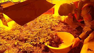 Villasının odalarında Hint keneviri serası kurmuş