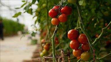 В турецкой Анталье подорожали томаты 