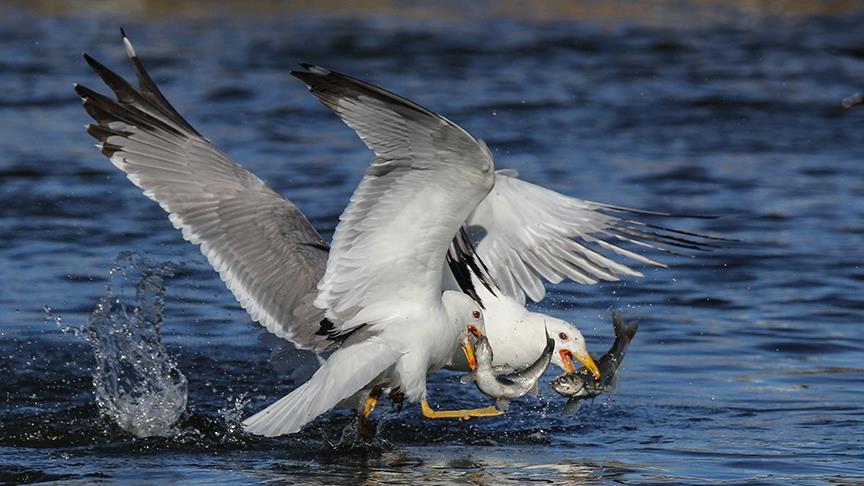 شاه ماهی مروارید از جاذبه های دریاچه وان ترکیه