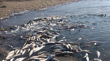 آلودگی بیش از حد مجاز در سواحل بندرعباس ایران