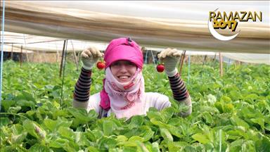 Çilek tarlasındaki kadın işçilerin ramazan mesaisi