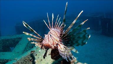  Aslan balığı insanlar için tehlike oluşturmuyor