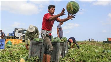 زراعة "غزة": حققنا اكتفاءً ذاتيًا من البطيخ