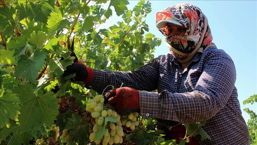 برداشت انگور از تاکستان‌های ختای ترکیه آغاز شد