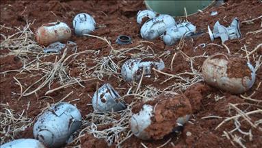 الجيش الإسرائيلي يشتري مدافع تطلق قنابل عنقودية  