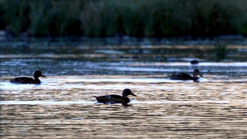 Езеро на патки во Турција: Патките учат да пливаат и да летаат во оазата на мирот