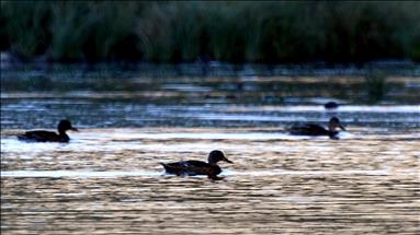 Езеро на патки во Турција: Патките учат да пливаат и да летаат во оазата на мирот