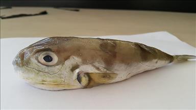 "ماسییەكانی دەریای سوور بەرەو دەریای ناوەڕاست كۆچ دەكەن"