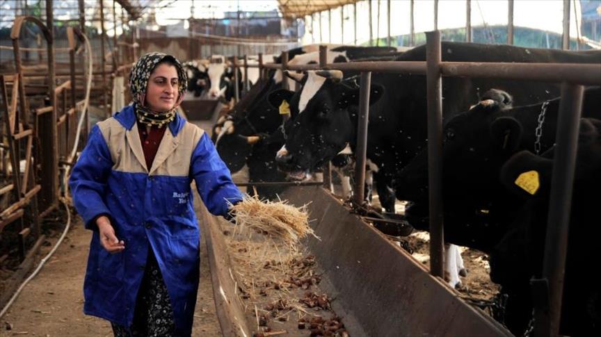 من أربع أساور ذهبية.. تركيّة تنجح في جمع ثروة حيوانية