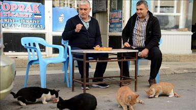 Her sabah yolunu gözleyen kedileri ciğerle besliyor