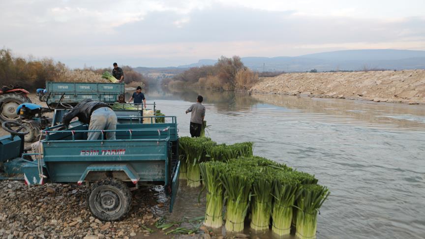 Mersin'de pırasa hasadı başladı