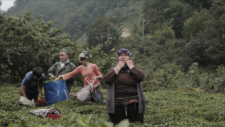 Радост во селото Кушкој: Јазик на свиркање стар половина милениум под заштита на УНЕСКО