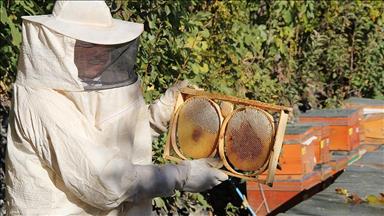 ترکیه 20.5 میلیون دلار عسل به 44 کشور صادر کرده است 