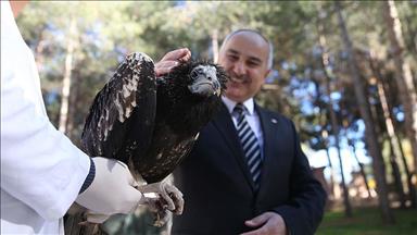 Yaralı kuşlara 'şifa' oldular