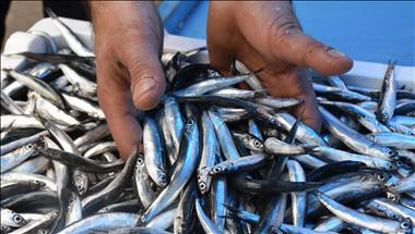 Экспорт хамсы принес Турции $2,75 млн 