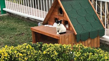 Kedi ve köpekler kışı 'ev'lerinde geçirecek