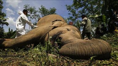 Kereta tabrak gajah di India, 5 ekor tewas