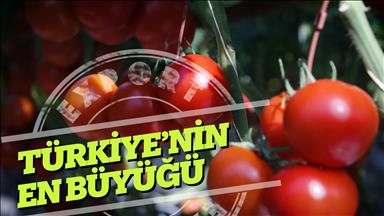 Sera domatesinde dünyanın en büyüğü olmayı hedefliyor