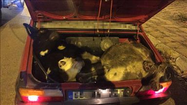 Çaldığı 4 büyükbaş hayvanı otomobile sığdırdı 