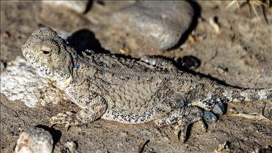 Nesli tükenmekte olan 'topbaş keleri' görüntülendi