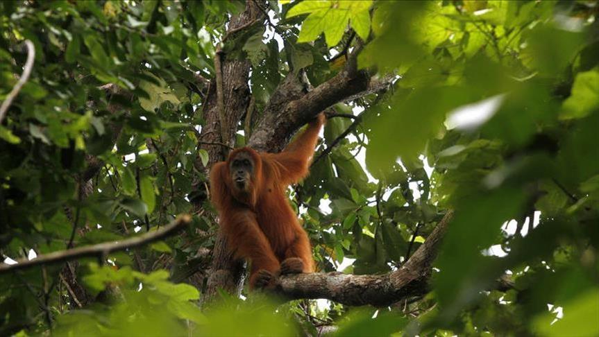 356 ribu hektar hutan Indonesia alami deforestasi