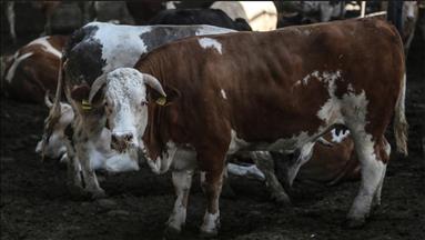 جنوب إفريقيا.. بقرة سمّمتها أفعى تودي بالعشرات إلى المستشفيات