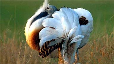 Toy kuşunun neslinin korunması için uluslararası çalışma 