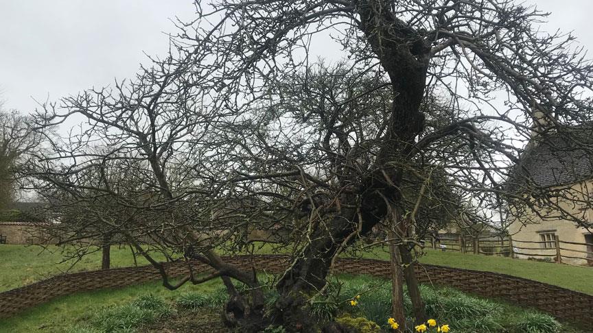 Newton'un elma ağacı tarihe meydan okuyor