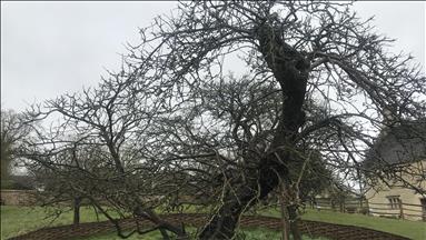 Newton’s apple tree still stands strong