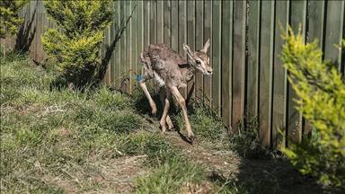 Xezala li ser sînorê Efrînê hatibû dîtin tê parastin