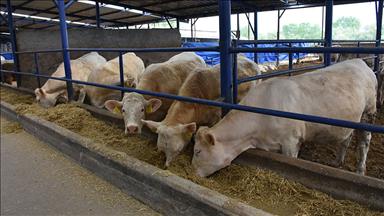 Şeftali, ilçe ekonomisindeki yerini 'büyükbaş'a kaptırdı