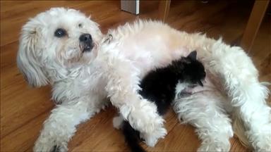 Annesinin reddettiği kediyi köpek sahiplendi