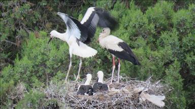حوض بحيرة "بيشهير" التركية جنة الطيور