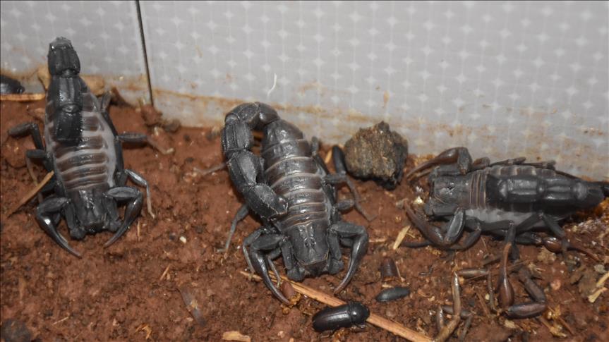  51 حالة وفاة بالمغرب جراء لسعات العقارب خلال 2017