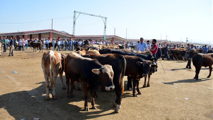 Teşvikler hayvan varlığını artırdı 
