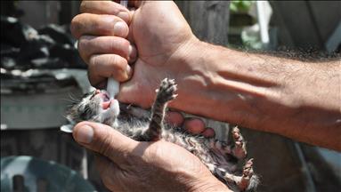 Têjikên pişîkê bi şiringeyê têr dike
