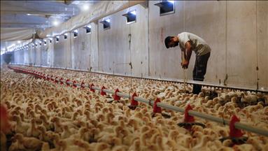 Hong Kong hentikan impor ayam dari Malaysia karena flu burung 