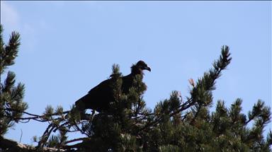 Bolu'da yeni kara akbaba kolonisi tespit edildi