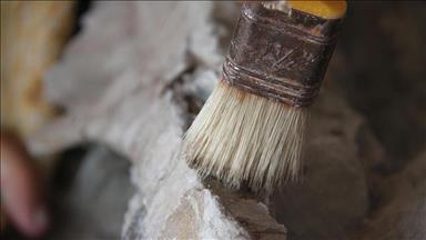 80 milyon yıllık dinozor yumurtası fosilleri bulundu