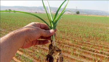 Li Arabanê li 8 hezar donîmî çandina sîr