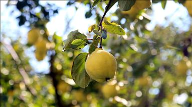 السفرجل يودّع الأغصان جنوبي تركيا 