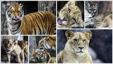 پارکی شێر لە ئیستانبوڵ بووەتە جێگەی بایەخی سەردانیکەران 