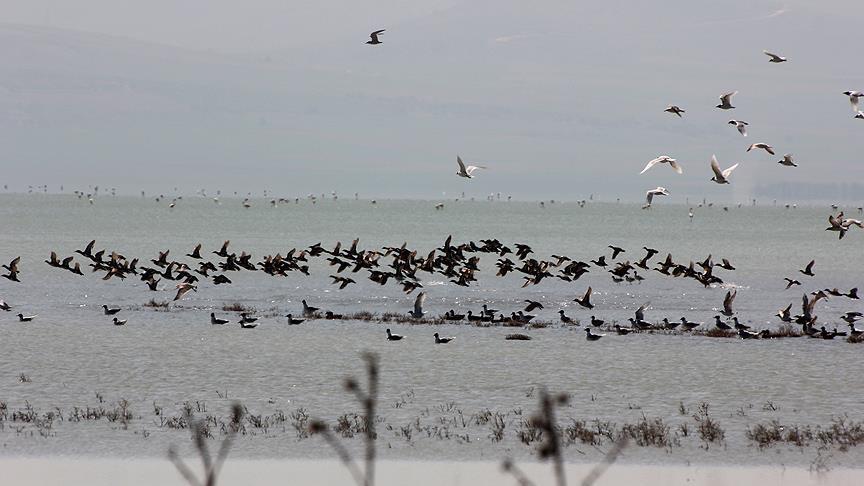 میزبانی تالاب سیفه در ترکیه از پرندگان مهاجر