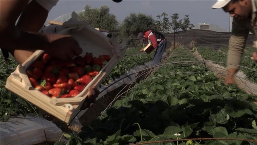 المطر يعزف وفيروز تغني.. وغزة تجني "الذهب الأحمر" (تقرير)